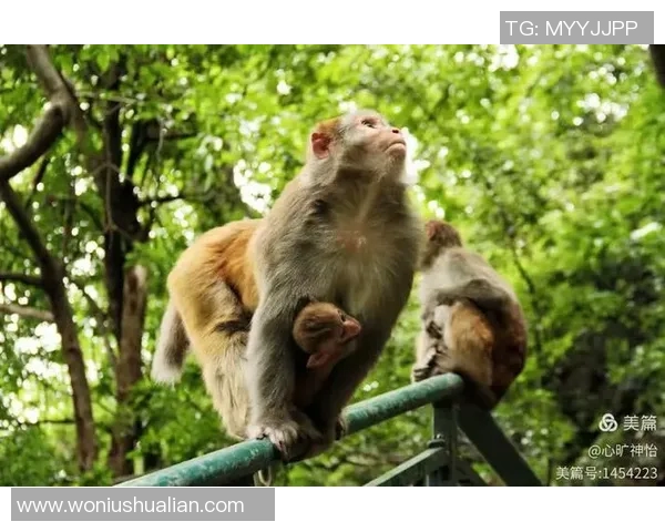 猴子比赛视频解说视频-猴趣大赛，一场视觉盛宴的视频解说-猴子比赛视频解说视频